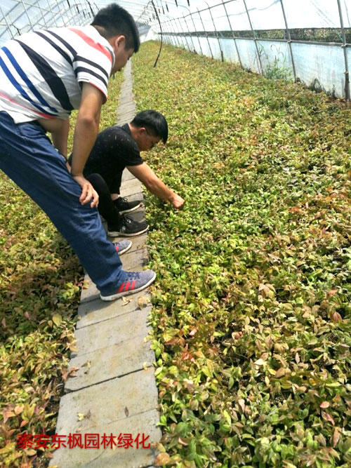 夏日來臨，當你吹空調喊熱的時候，讓我?guī)阋黄鹱哌M東楓園林體驗一下東楓人高溫下工作不一樣的夏日風采