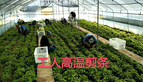 夏日來臨，當你吹空調喊熱的時候，讓我?guī)阋黄鹱哌M東楓園林體驗一下東楓人高溫下工作不一樣的夏日風采