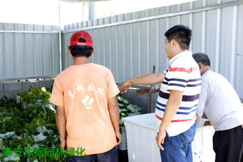 夏日來臨，當你吹空調喊熱的時候，讓我?guī)阋黄鹱哌M東楓園林體驗一下東楓人高溫下工作不一樣的夏日風采