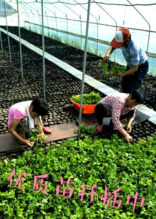 夏日來臨，當你吹空調喊熱的時候，讓我?guī)阋黄鹱哌M東楓園林體驗一下東楓人高溫下工作不一樣的夏日風采