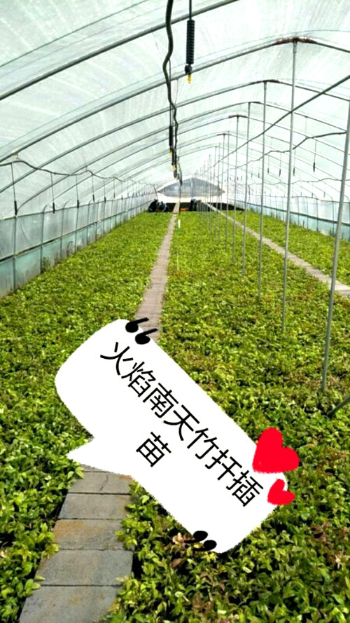 夏日來臨，當你吹空調喊熱的時候，讓我?guī)阋黄鹱哌M東楓園林體驗一下東楓人高溫下工作不一樣的夏日風采