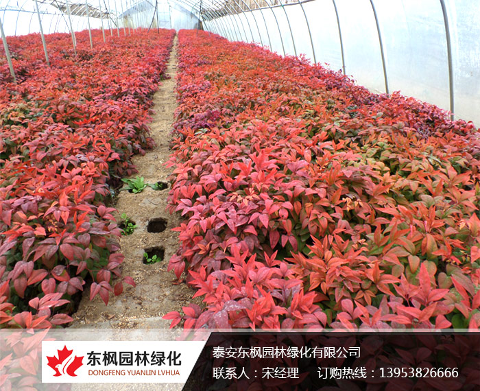 養(yǎng)護(hù)火焰南天竹注意事項