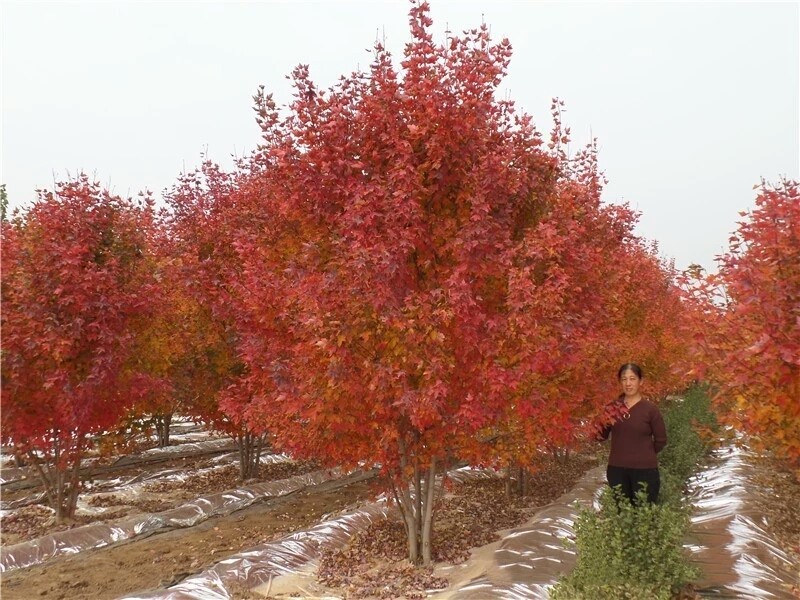 彩色苗木之王—美國紅楓，還能紅多久？