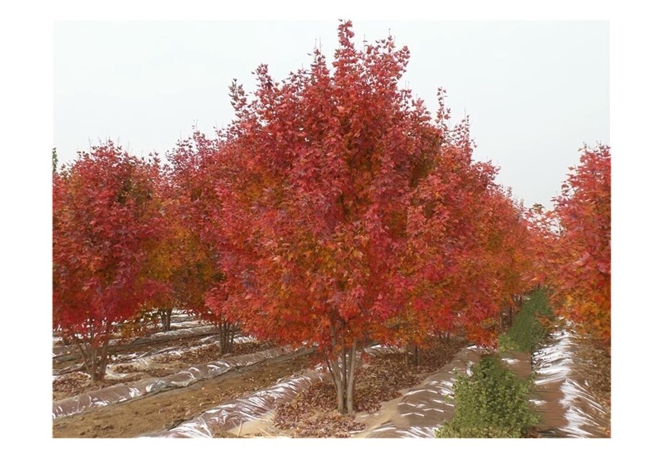 彩色苗木之王—美國紅楓，還能紅多久？