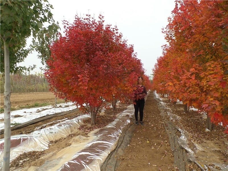 彩色苗木之王—美國紅楓，還能紅多久？