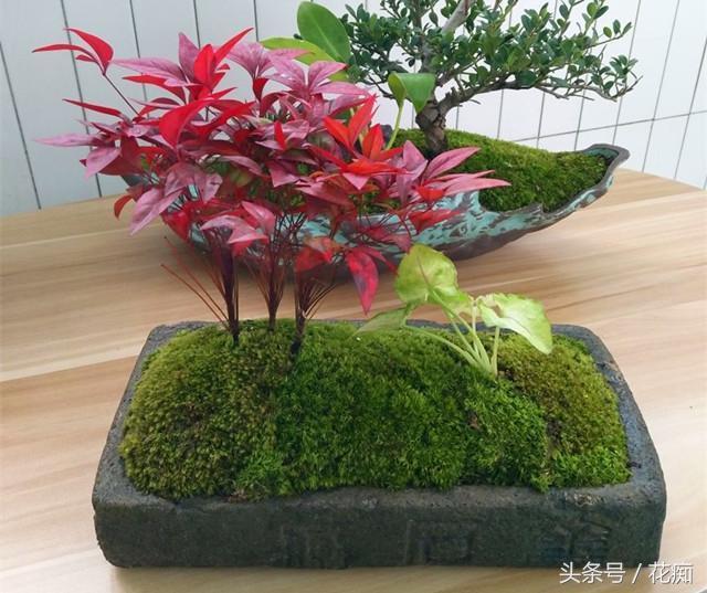 火焰南天竹入市以來(lái)熱度不減，未來(lái)幾年市場(chǎng)好！