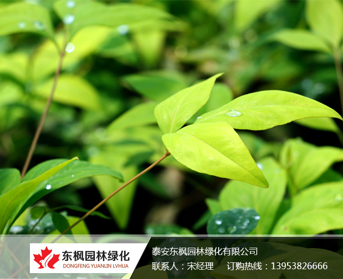 火焰南天竹栽種、澆水、施肥等及擺放環(huán)境