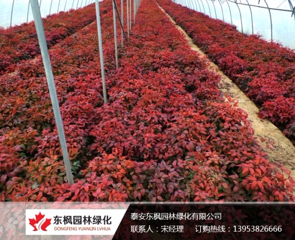 火焰南天竹栽種、澆水、施肥等及擺放環(huán)境