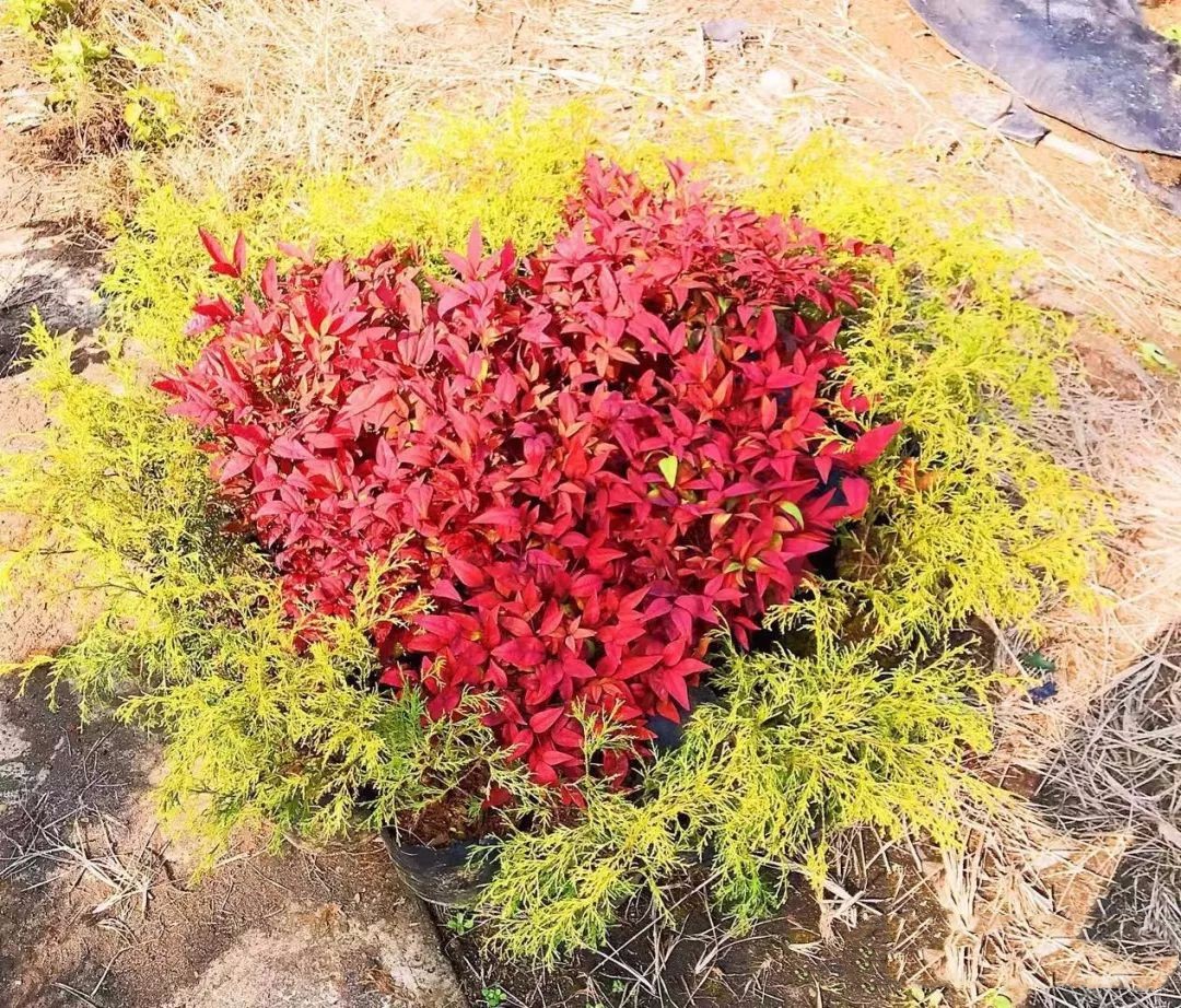 凌霜傲雪，夏透碧翠；近凝眸，紅光瀲艷，精神抖擻------火焰南天竹