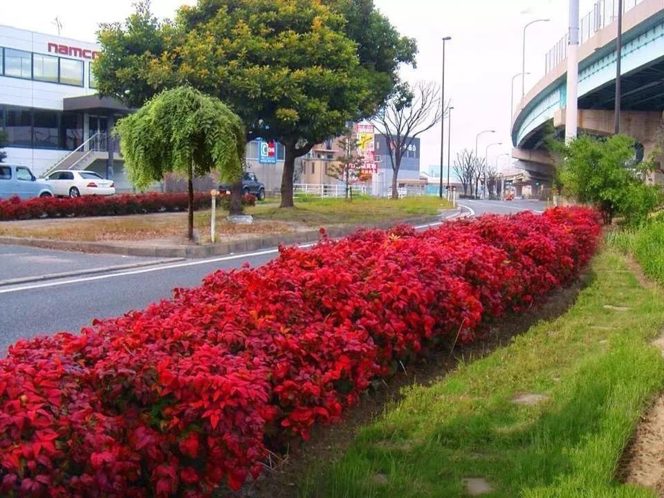 凌霜傲雪，夏透碧翠；近凝眸，紅光瀲艷，精神抖擻------火焰南天竹