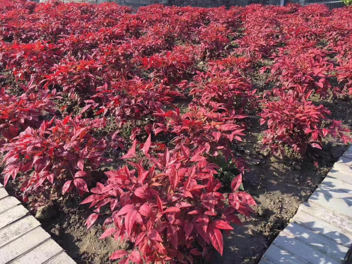 凌霜傲雪，夏透碧翠；近凝眸，紅光瀲艷，精神抖擻------火焰南天竹