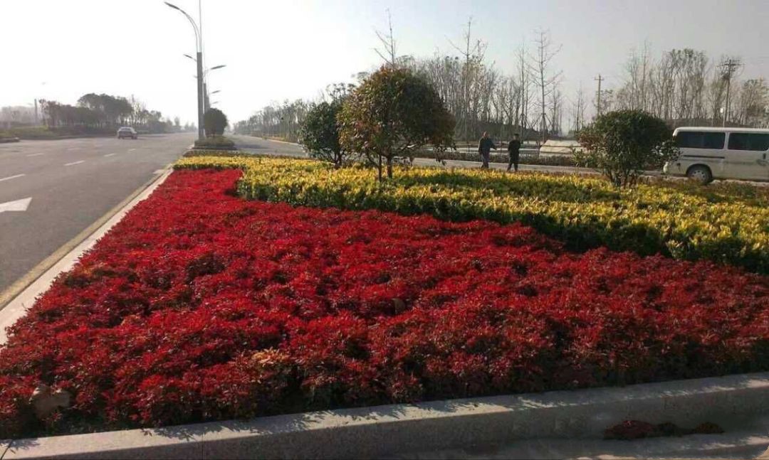 凌霜傲雪，夏透碧翠；近凝眸，紅光瀲艷，精神抖擻------火焰南天竹