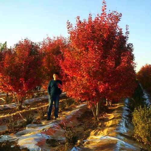 叢生多桿苗木市場需求火爆，叢生紅點紅楓正在逐漸走俏……