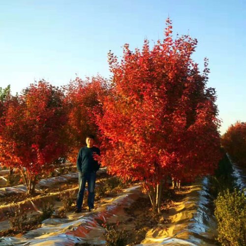 叢生多桿苗木市場需求火爆，叢生紅點紅楓正在逐漸走俏……
