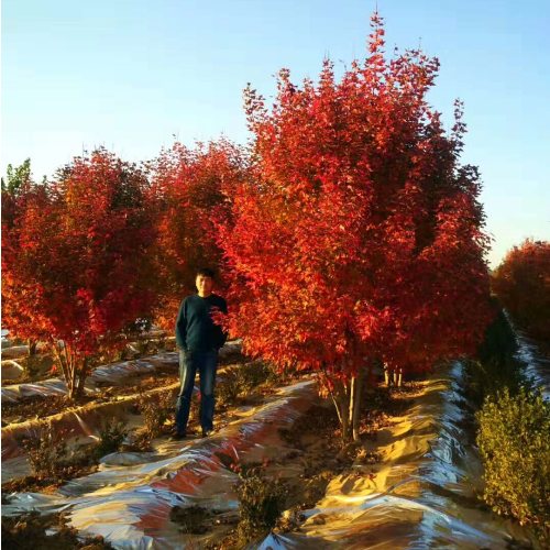 叢生多桿苗木市場需求火爆，叢生紅點紅楓正在逐漸走俏……