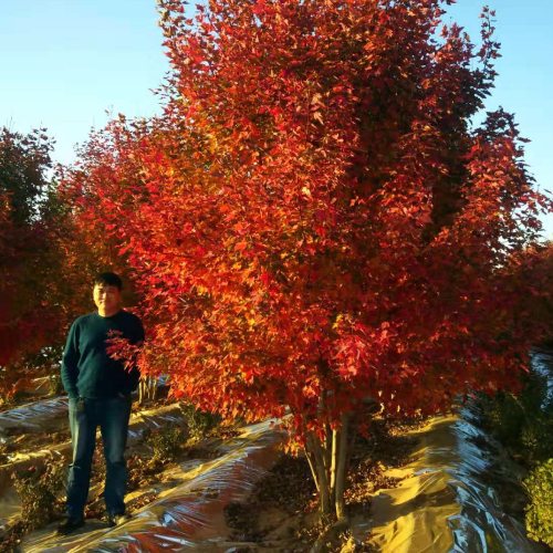 叢生多桿苗木市場需求火爆，叢生紅點紅楓正在逐漸走俏……