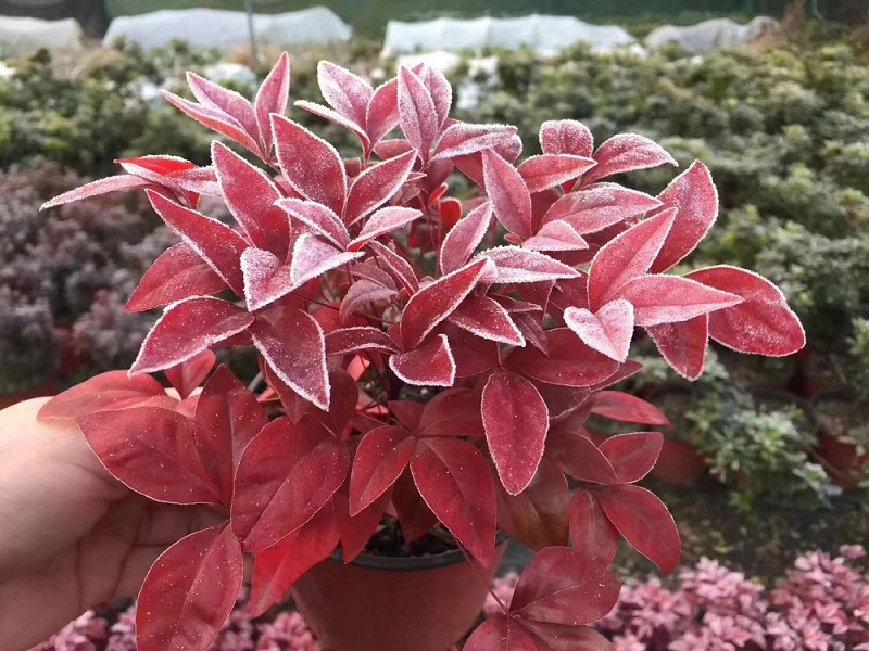 選對種苗，做好產品，才能未來可期！火焰南天竹、叢生紅點紅楓、紫薇花瓶