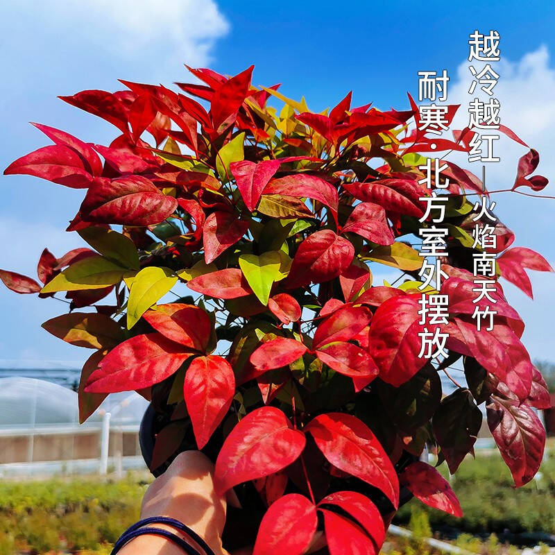 火焰南天竹——在冰冷的冬天，送你暖的色彩！