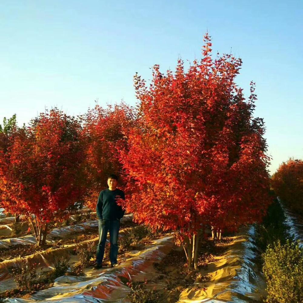 美國紅楓，在砥礪前行中預(yù)見未來