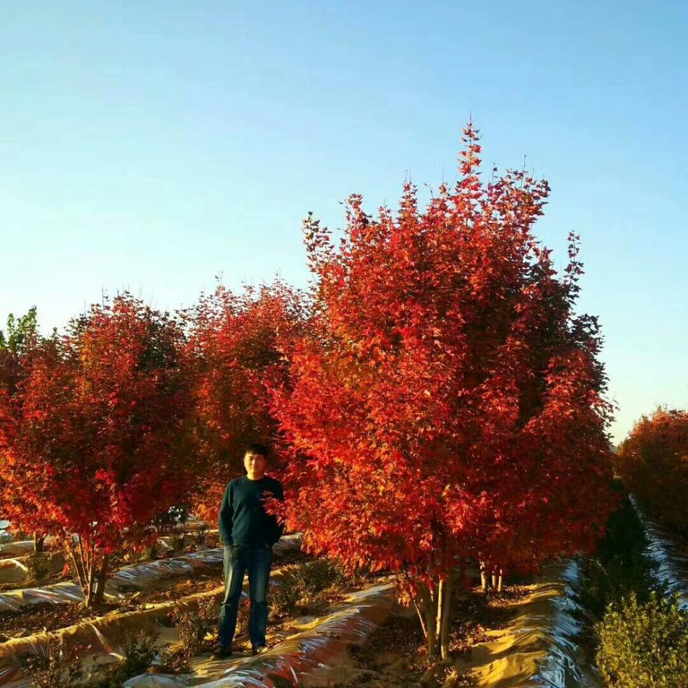 美國紅楓，在砥礪前行中預(yù)見未來